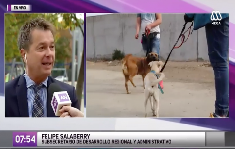 Jóvenes del Sename adiestran perros callejeros como terapia de reinserción