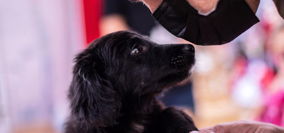 ¿Sabes cómo proteger a tu mascota? capacítate en el curso gratuito impulsado por Subdere