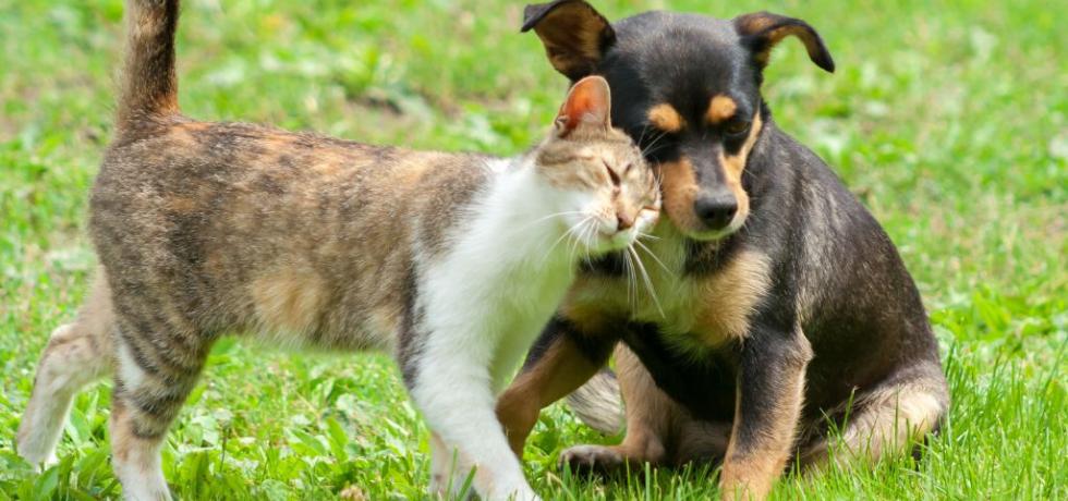 Subdere aumenta en dos mil millones el presupuesto 2022 para esterilizaciones gratuitas Subdere aumenta en dos mil millones el presupuesto 2022 para esterilizaciones gratuitas