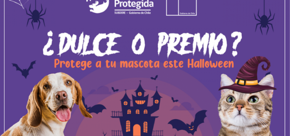¿Dulce o premio? protege a tu mascota este Halloween