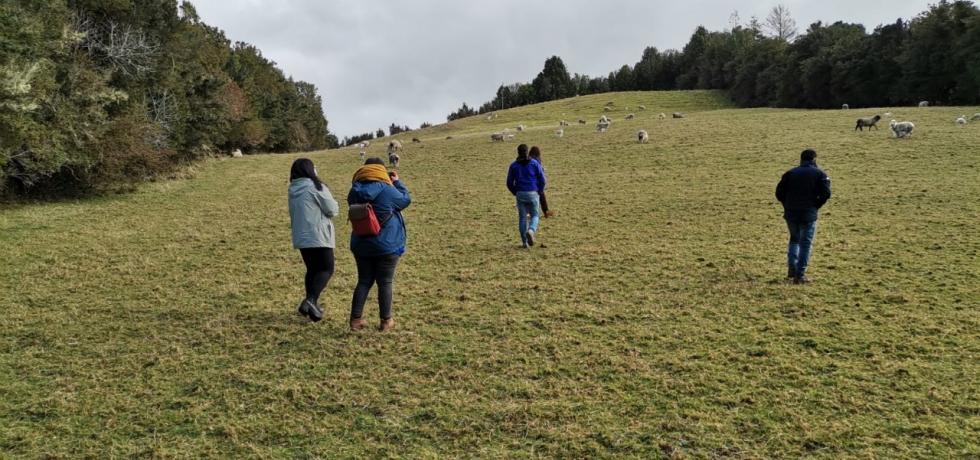 Mascota Protegida e Indap implementarán plan piloto de perros mestizos para cuidar rebaños