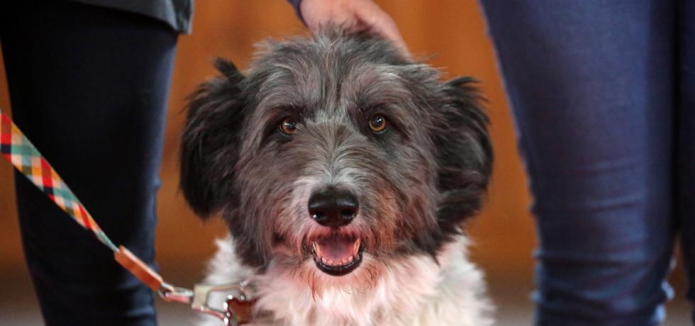 Sebastián “Lindorfo” Jiménez te cuenta todo lo que necesitas saber para prevenir la Rabia en tus mascotas Sebastián “Lindorfo” Jiménez te cuenta todo lo que necesitas saber para prevenir la Rabia en tus mascotas