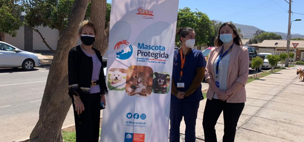 $32 millones ejecutó la Municipalidad de Copiapó para el bienestar de cuatro mil mascotas $32 millones ejecutó la Municipalidad de Copiapó para el bienestar de cuatro mil mascotas