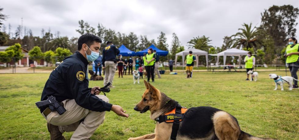 PDI realizó jornada de adiestramiento a perros potencialmente peligrosos María Pinto PDI realizó jornada de adiestramiento a perros potencialmente peligrosos María Pinto