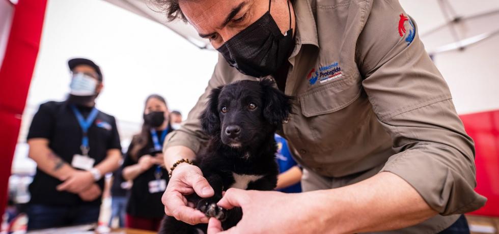 Más de cinco mil esterilizaciones gratuitas se realizaron en Viña del Mar gracias a financiamiento de Subdere Más de cinco mil esterilizaciones gratuitas se realizaron en Viña del Mar gracias a financiamiento de Subdere