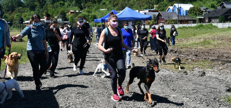 20 canes fueron protagonistas en la carrera Aperra con tu Mascota 2021 en Panguipulli 20 canes fueron protagonistas en la carrera Aperra con tu Mascota 2021 en Panguipulli