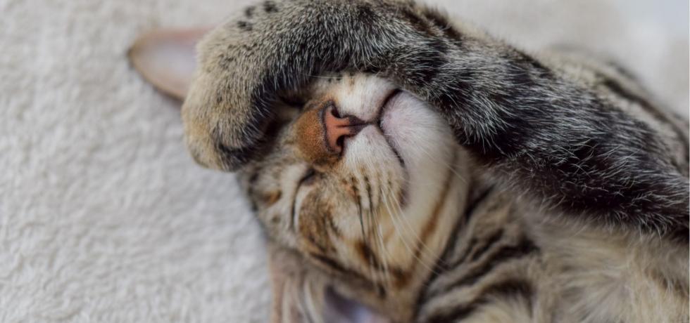 Registro nacional revela aumento en tendencia de adopción de gatos como mascotas Registro nacional revela aumento en tendencia de adopción de gatos como mascotas