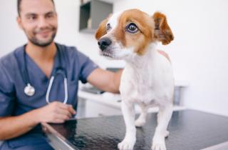 Más de 58 mil perros y gatos serán intervenidos de forma gratuita a lo largo de todo el país