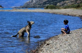 45,5% de las personas en O’Higgins viajan en vacaciones con sus mascotas