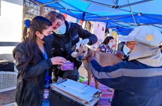 Putre y Visviri fueron protagonistas de operativo para mascotas liderado por Sebastián Jiménez