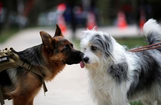 Comenzó la cuenta regresiva para responder inédita encuesta de Tenencia Responsable de Mascotas