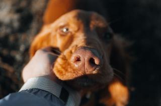 Subdere apoya a municipalidad de Vicuña a promover la tenencia responsable de mascotas