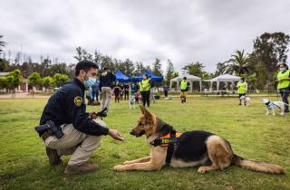 PDI realizó jornada de adiestramiento a perros potencialmente peligrosos María Pinto