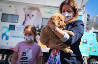 Primer estudio de población animal en Chile revela que hay 12 millones de perros y gatos con dueños y 4 millones sin supervisión